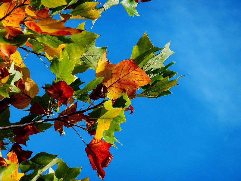 Fall Plants